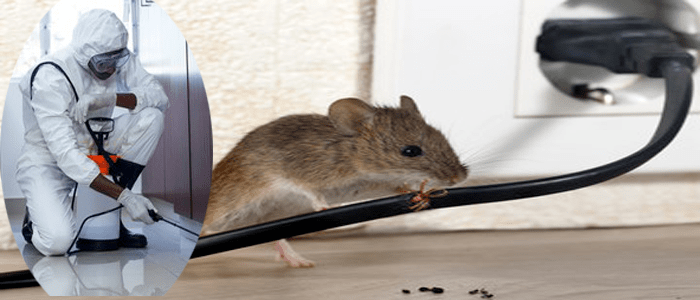 Rodent Control By The Expert Of Pest Control
