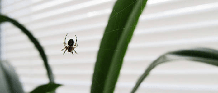 Spider Control Forest Lodge
